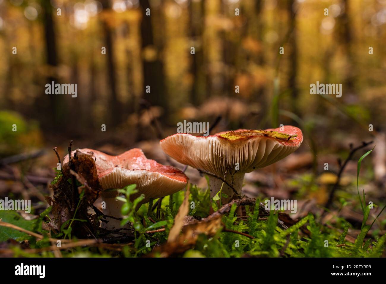 Rotkappenpilz im Wald Stockfoto