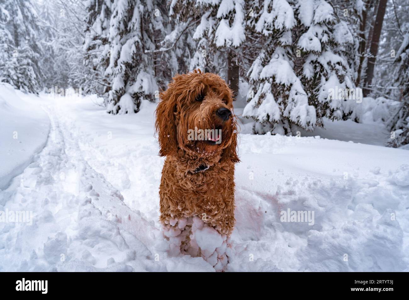 golden Doodle im Schnee Stockfoto