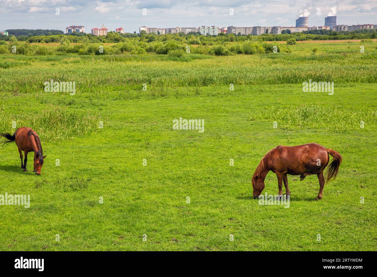 Braune Pferdeherde, die in der Wiesennaht weidet. Kernkraftwerk im Hintergrund. Stockfoto