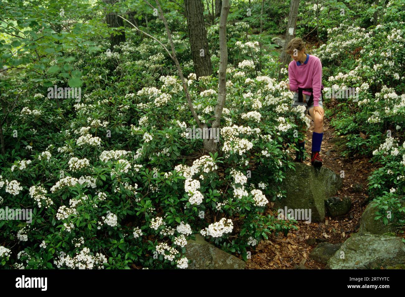 Mountain Laurel (Kalmia Latifolia), Sleeping Giant State Park, Connecticut Stockfoto