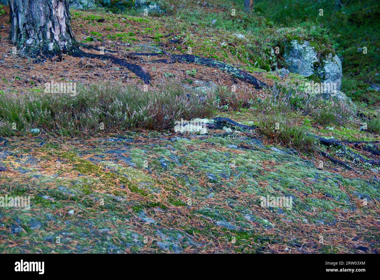 Återställd. EJ verkauft. Stocksite 0. Waldlandschaft mit flachem Felsbrocken im Winter. Stockfoto