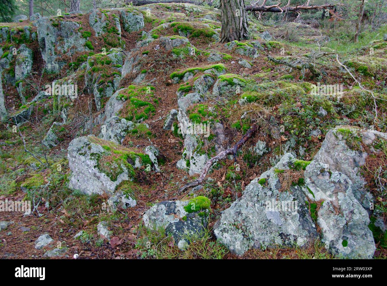 Waldlandschaft mit bergigem Gelände und Kiefernstamm und moosigen Steinen im Winter. Stockfoto