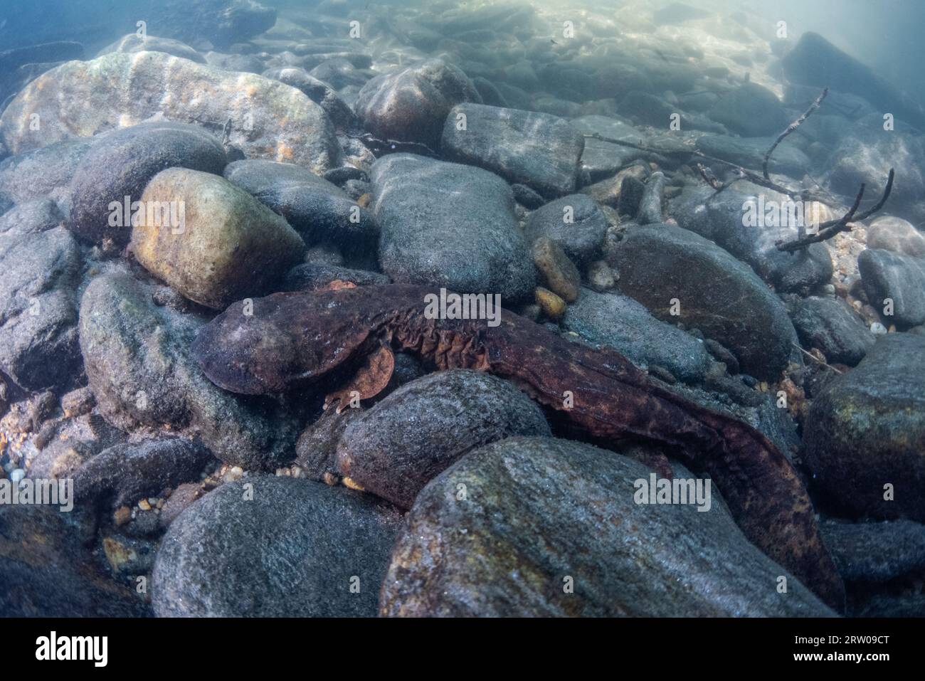 Ein aquatischer Hellbender Salamander (Cryptobranchus alleganiensis) ist die größte Amphibie Nordamerikas und eine Art, die in unberührtem Süßwasser vorkommt. Stockfoto