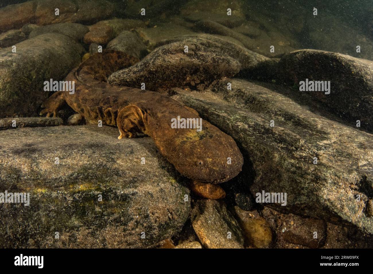 Ein aquatischer Hellbender Salamander (Cryptobranchus alleganiensis) ist die größte Amphibie Nordamerikas und eine Art, die in unberührtem Süßwasser vorkommt. Stockfoto