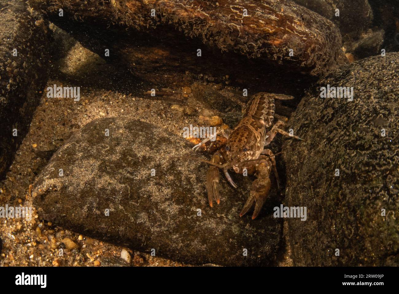 Ein Flusskrebs, Cambarus-Arten, aus einem Süßwasserbach in North Carolina, USA. Stockfoto