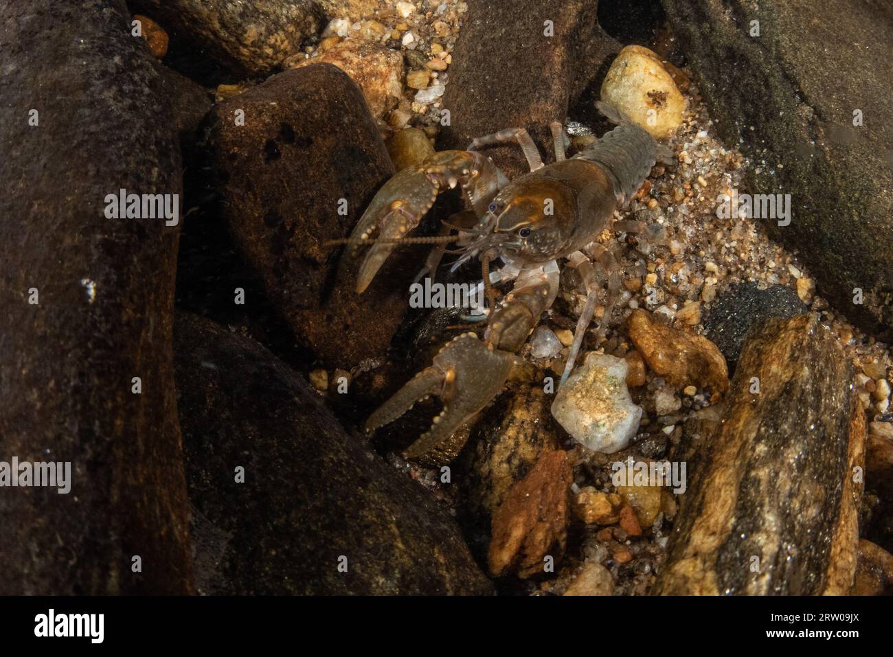 Ein Flusskrebs, Cambarus-Arten, aus einem Süßwasserbach in North Carolina, USA. Stockfoto