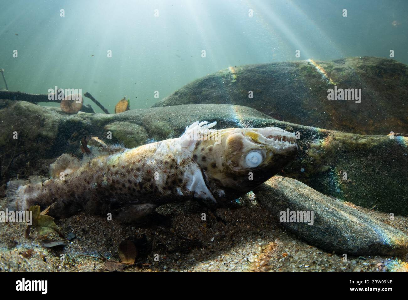 Eine tote Bachforelle (Salmo trutta) auf dem Grund eines Flusses im Osten Nordamerikas. Stockfoto