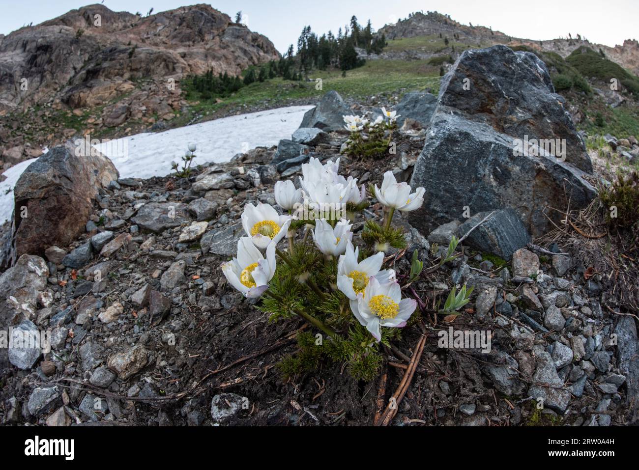 Anemone occidentalis, der weiße oder westliche Pasqueflower, wächst nach der Schneeschmelze in der Wildnis der Trinity alps in Nordkalifornien, USA. Stockfoto