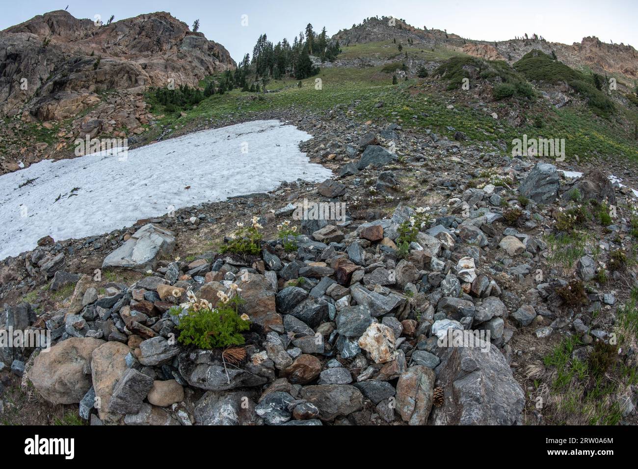 Eine Hochgebirgswiese und Schneetreiben in der Wildnis der trinity alps in den Bergen Nordkaliforniens. Stockfoto