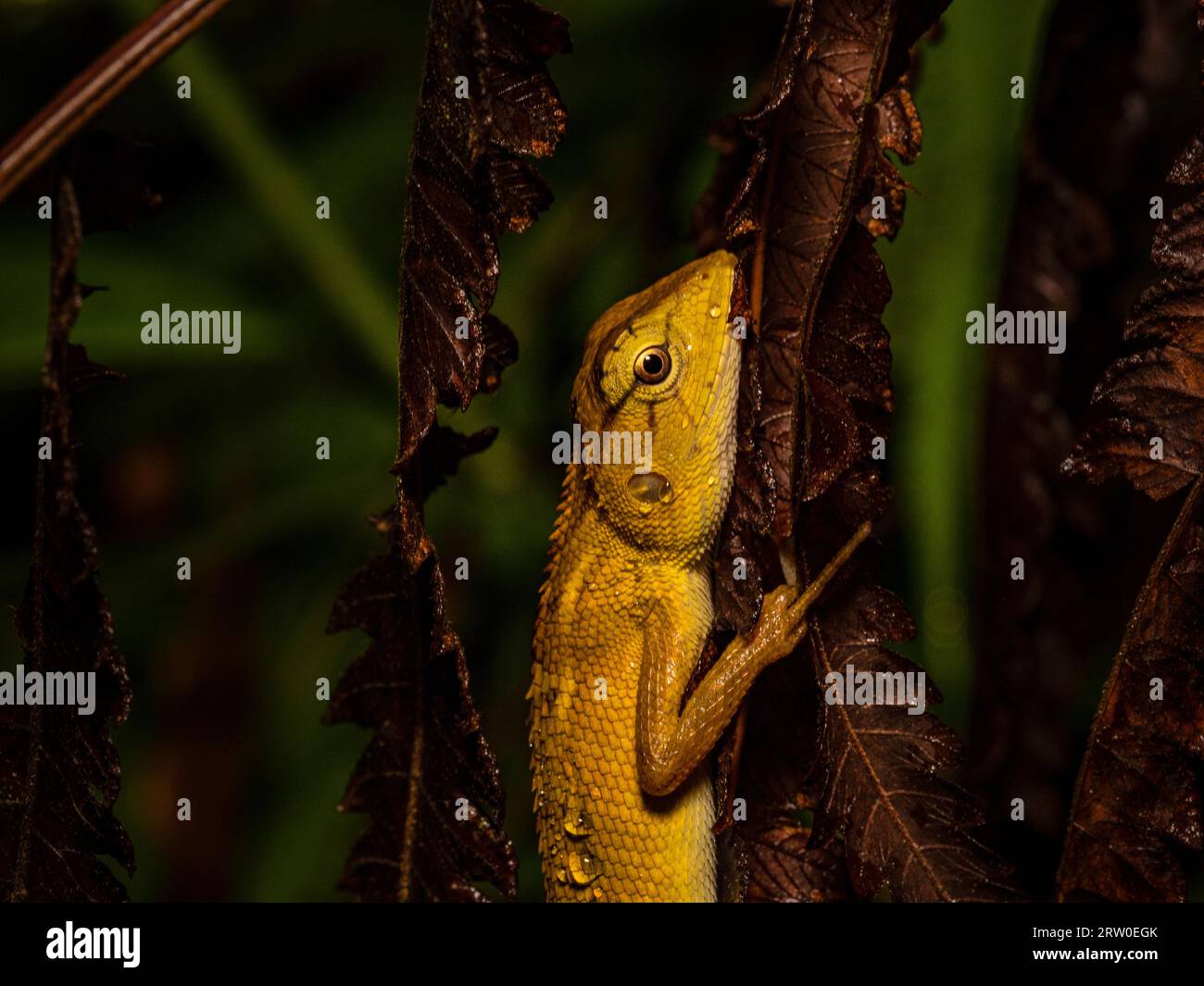 Ein orientalischer Gartendrache, Calotes versicolor, zerschellt nachts im Wald vom Regen. Thailand. Stockfoto