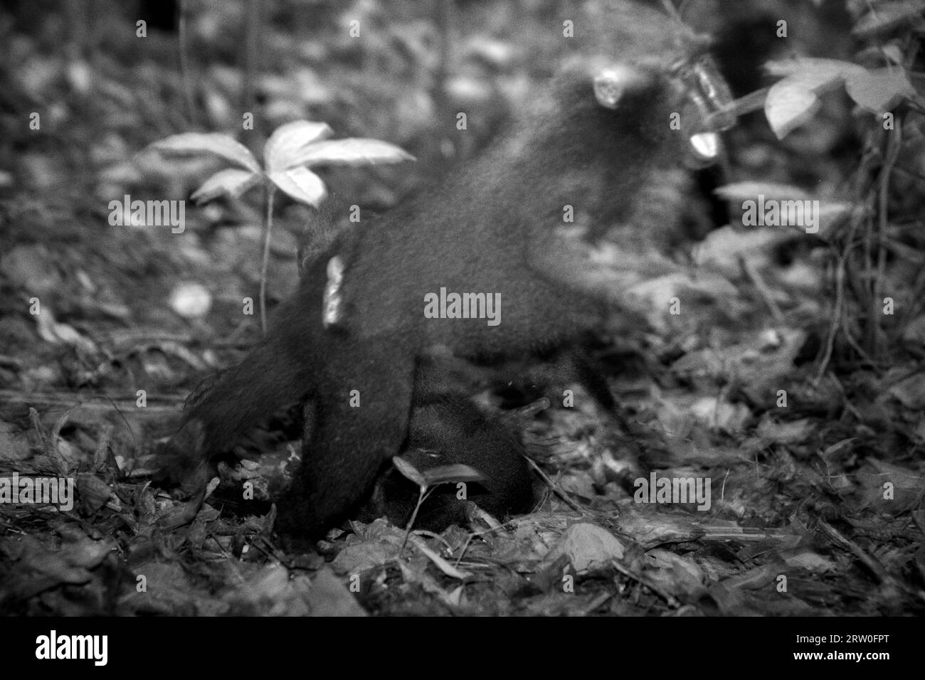 Ein Haubenmakaken (Macaca nigra) wird fotografiert, als er kurz davor ist zu springen, während er eine aggressive Interaktion mit einem anderen Individuum im Tangkoko-Wald in Nord-Sulawesi, Indonesien hat. Primatologen haben herausgefunden, dass das Kämpfen oder die Jagd untereinander Teil der sozialen Aktivitäten von Haubenmakaken ist. Aggressive manuelle Kontakte traten häufig auf und sind sehr normal, und oft folgen Vergeltungsmaßnahmen und Versöhnung - eine Tatsache, die dazu beigetragen hat, den Ruf von Kämmermakaken als „hochsozial tolerante Art“ zu stärken. Macaca nigra gilt als eine Schlüsselart in ihrem Lebensraum, ... Stockfoto