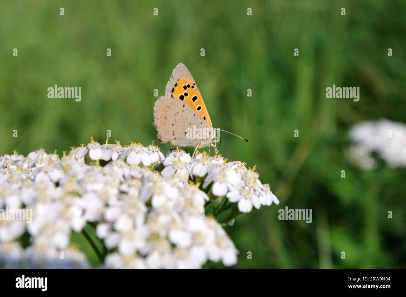 Kleine Kupfer (Lycaena phlaeas), Schmetterling, Insekt, geschlossene Flügel, Schafgarbe, Pflanze, Natur, der kleine Feuerfalter sitzt auf einer Schafgarbe mit gefalteten Flügeln Stockfoto