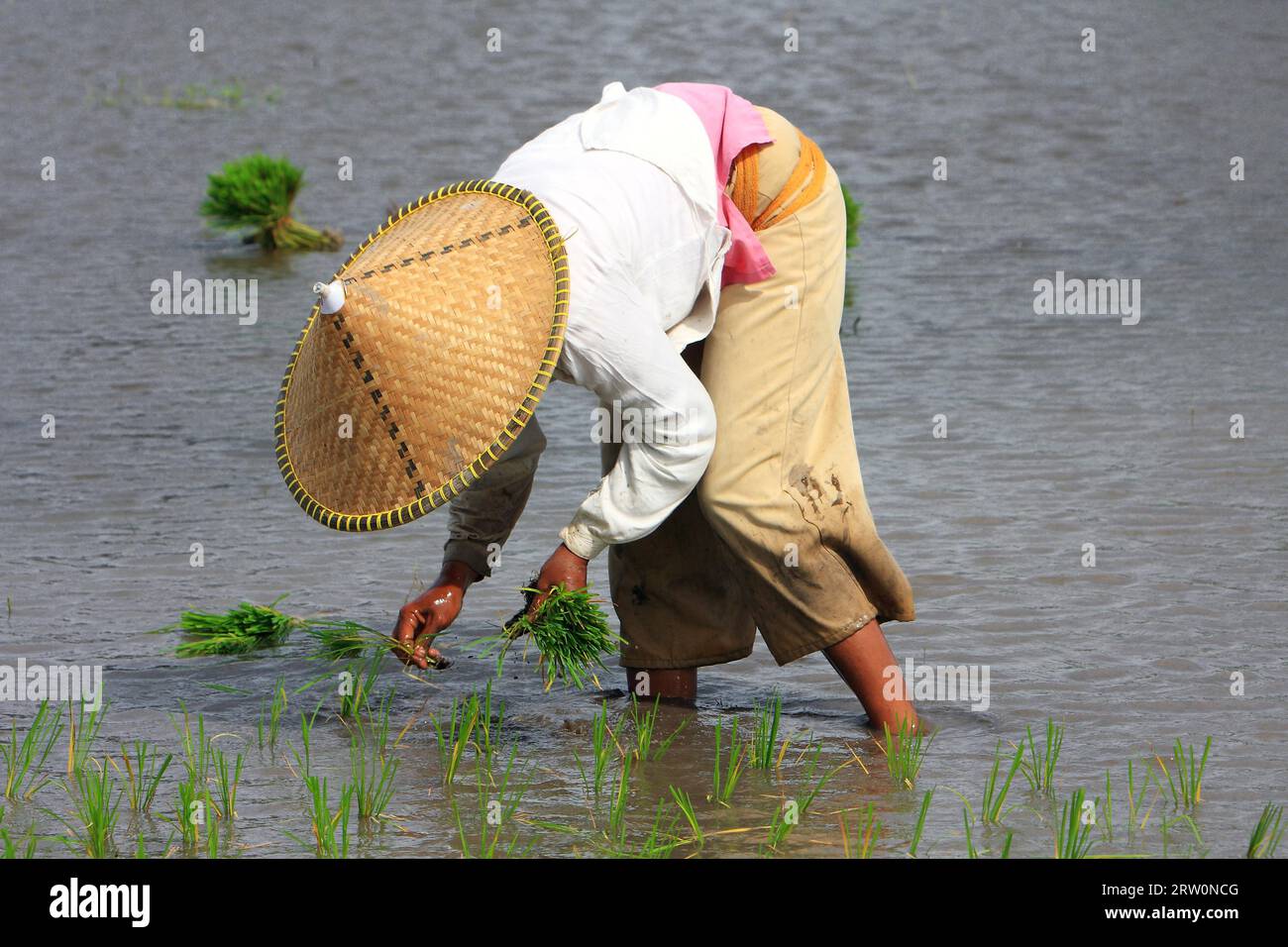Bauernfrau in Reishut, die Setzlinge in Reisfeld, Lombok, Indonesien Stockfoto