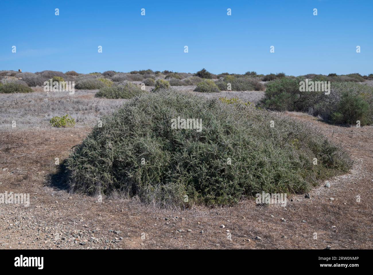 Süddorn, Lycium intricatum. Foto aufgenommen auf der Insel Tabarca, Provinz Alicante, Spanien Stockfoto