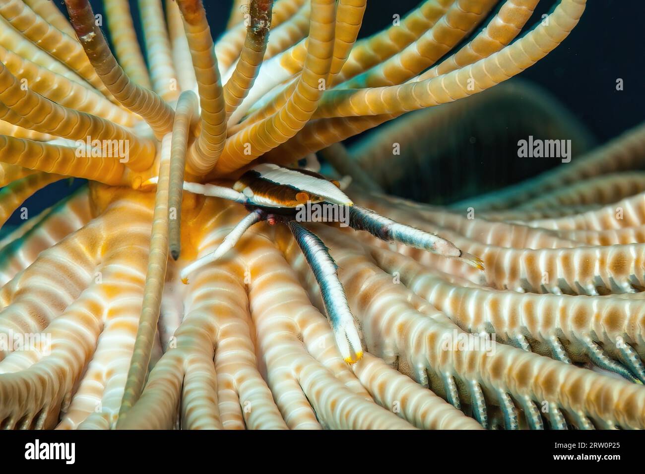 Federstern (Comatulida) Jumping Shrimps (Allogalathea elegans) versteckt sich in Feather Star, Pazifik, Yap Island, Yap State, Caroline Islands, FSM Stockfoto