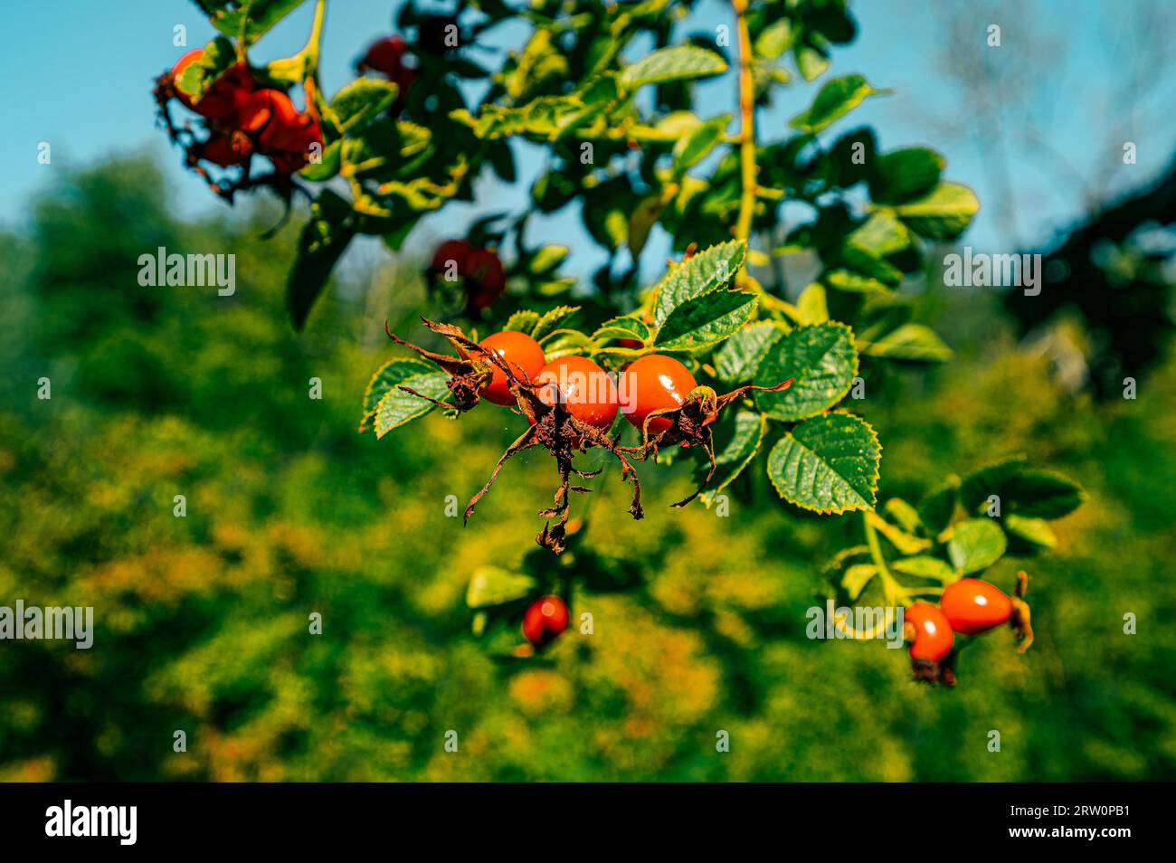 Die roten Früchte der Hagebutte (Rosa canina) bei Sonnenschein, Jena, Thüringen, Deutschland Stockfoto