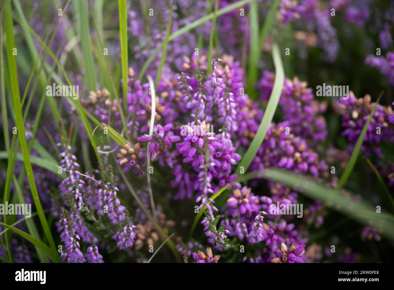 Blühendes Heidekraut (Erica) in den schottischen Highlands, Schottland, Großbritannien Stockfoto