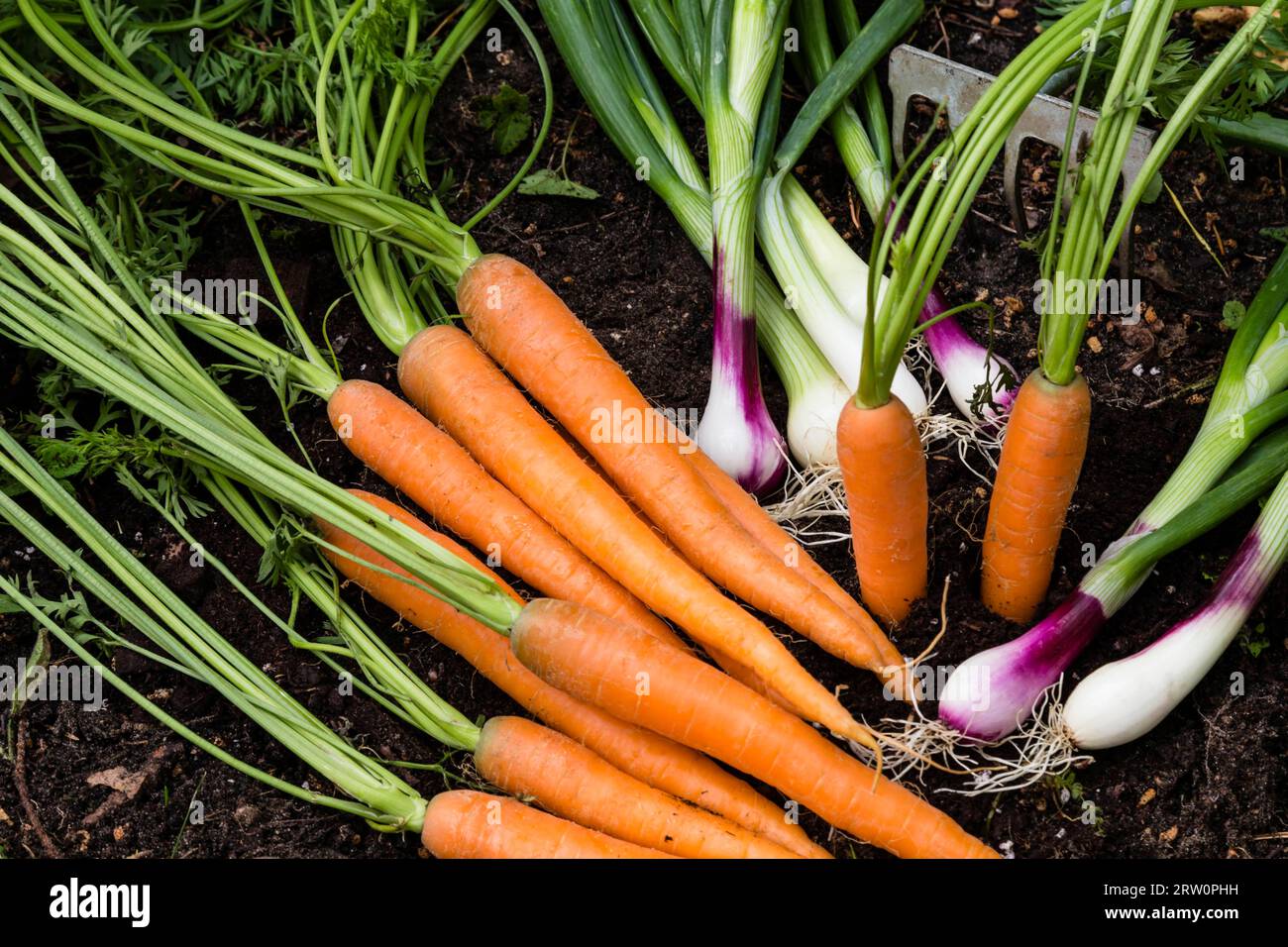 Karotten und Frühlingszwiebeln im Garten, Karotten und Frühlingszwiebeln im Garten Stockfoto