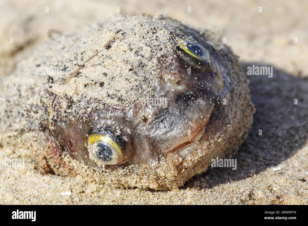 Tote Fische am Strand von Lakes Entrance, Victoria, Australien Stockfoto