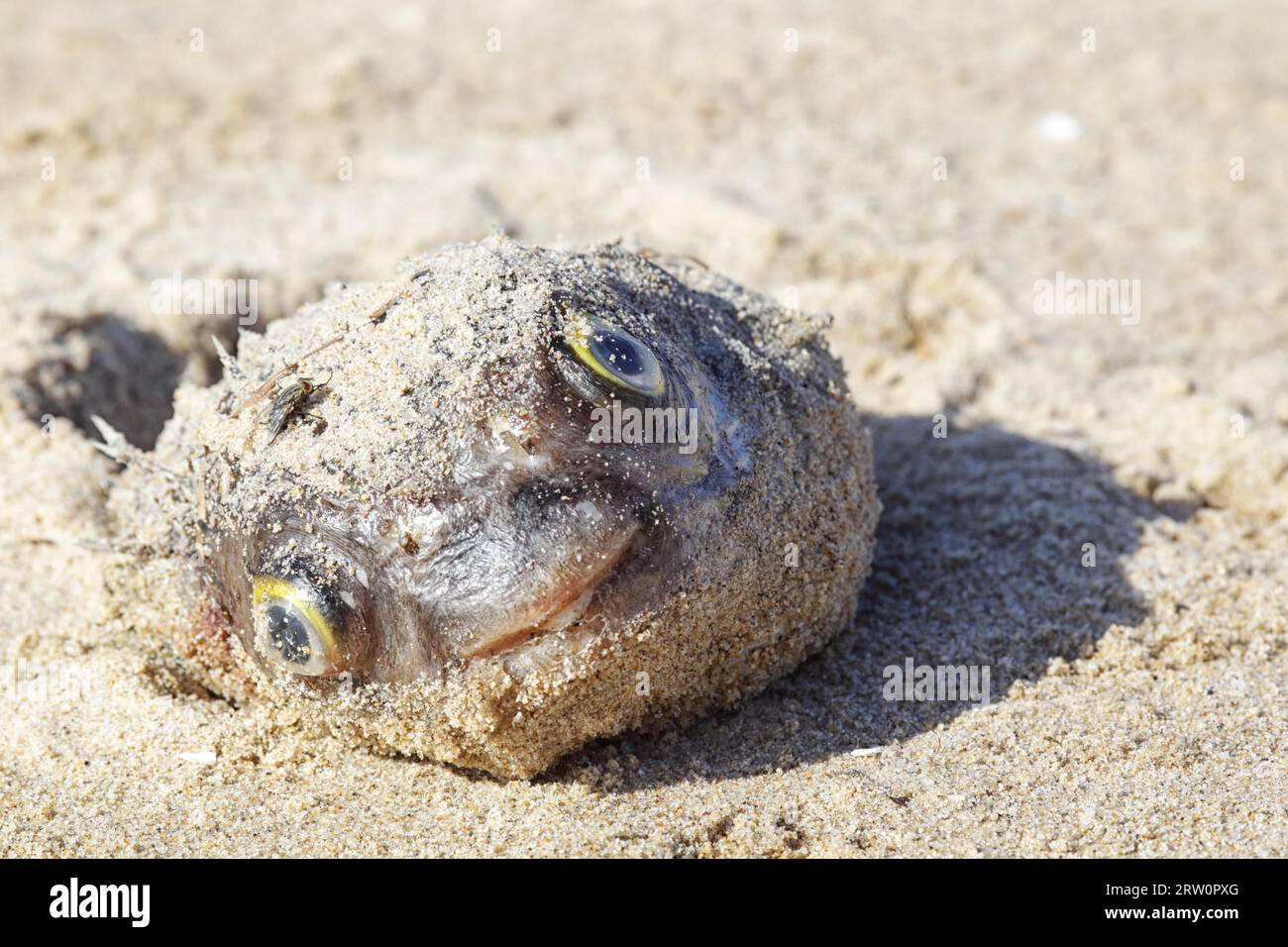 Tote Fische am Strand von Lakes Entrance, Victoria, Australien Stockfoto