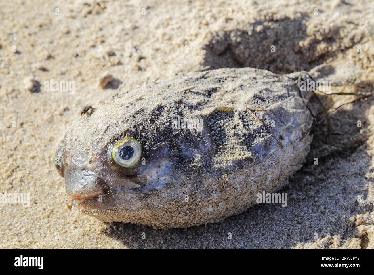 Tote Fische am Strand von Lakes Entrance, Victoria, Australien Stockfoto