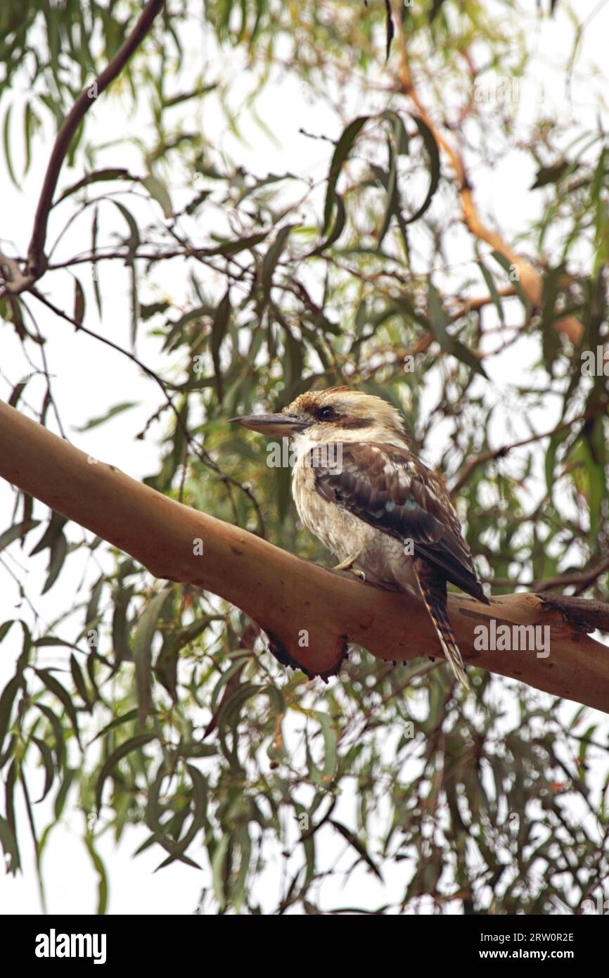 Hunter Kingfisher oder Kookaburra sitzt in einem Baum auf Phillip Island, Victoria, Australien. Lachende Kookaburra (Dacelo novaeguineae) sitzt auf einem Baum Stockfoto