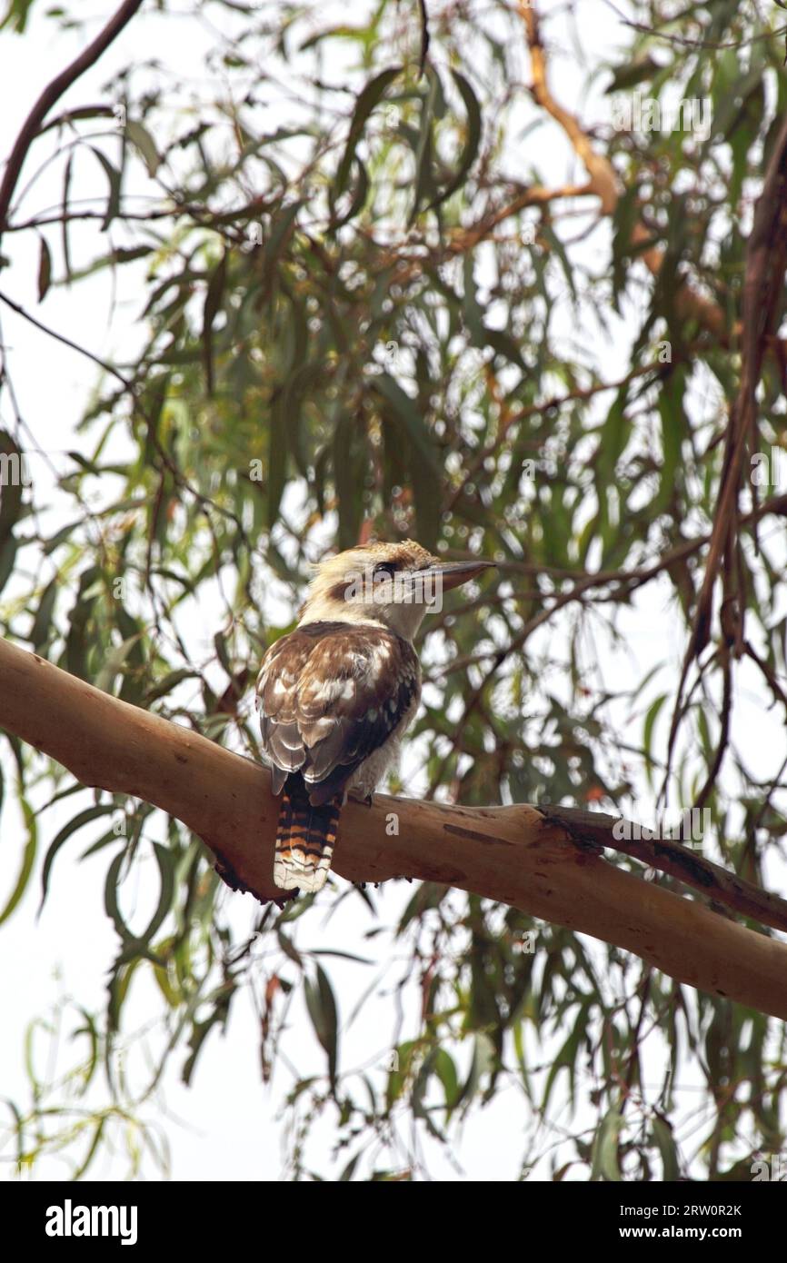 Lachende Kookaburra (Dacelo novaeguineae) oder Kookaburra, die in einem Baum auf Phillip Island, Victoria, Australien, sitzt Stockfoto