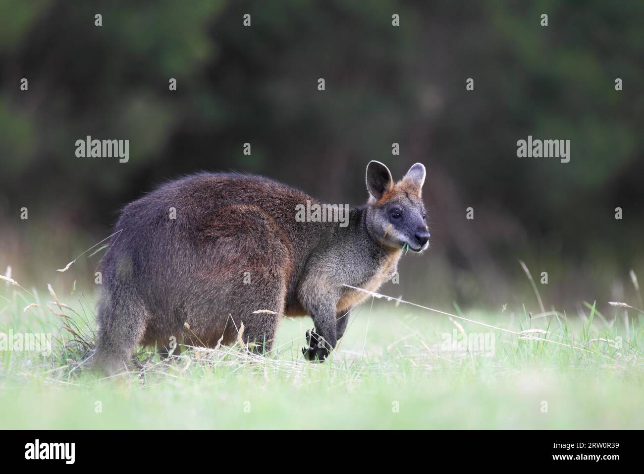 Sumpftapaby (Wallabia bicolor) auf Phillip Island, Victoria, Australien Stockfoto