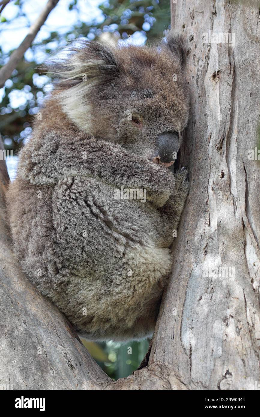 Koala (Phascolarctos cinereus) sitzt in einem Eukalyptusbaum am Kennett River an der Great Ocean Road in Victoria, Australien Stockfoto