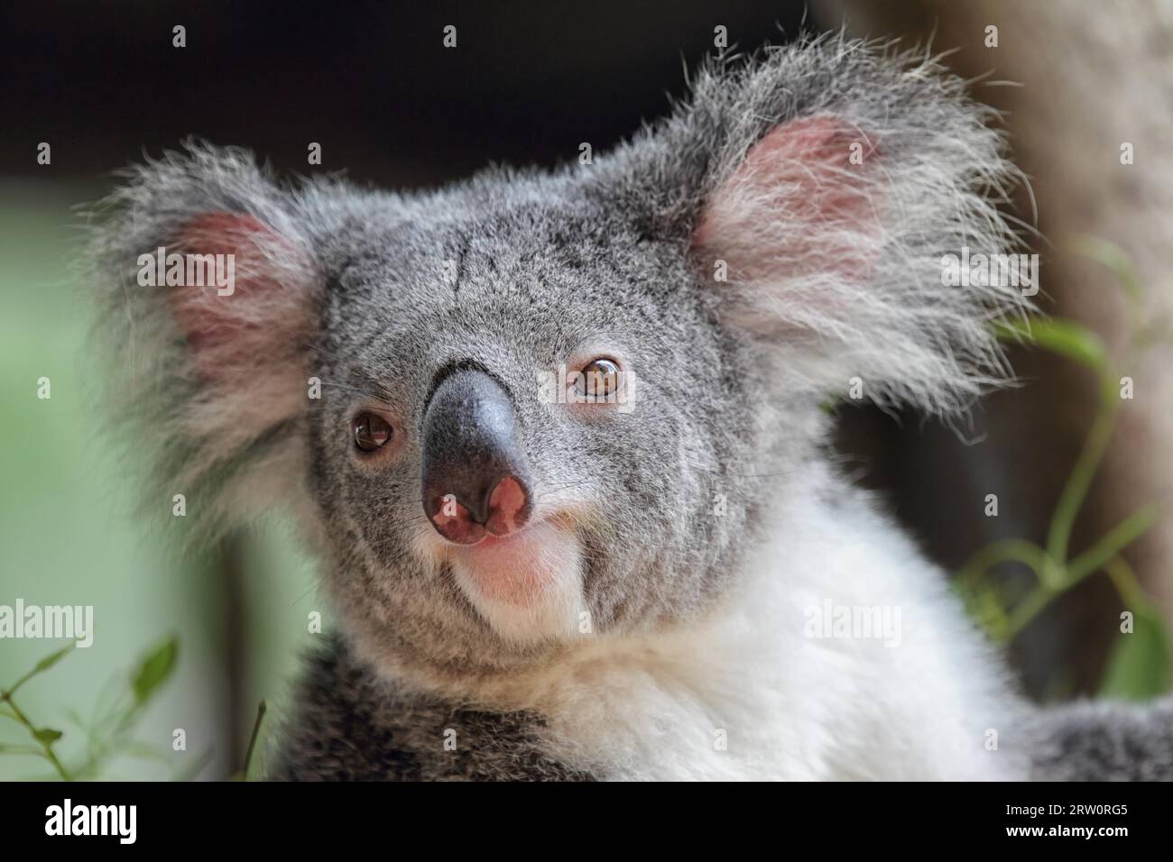 Koala (Phascolarctos cinereus) in Queensland, Australien Stockfoto