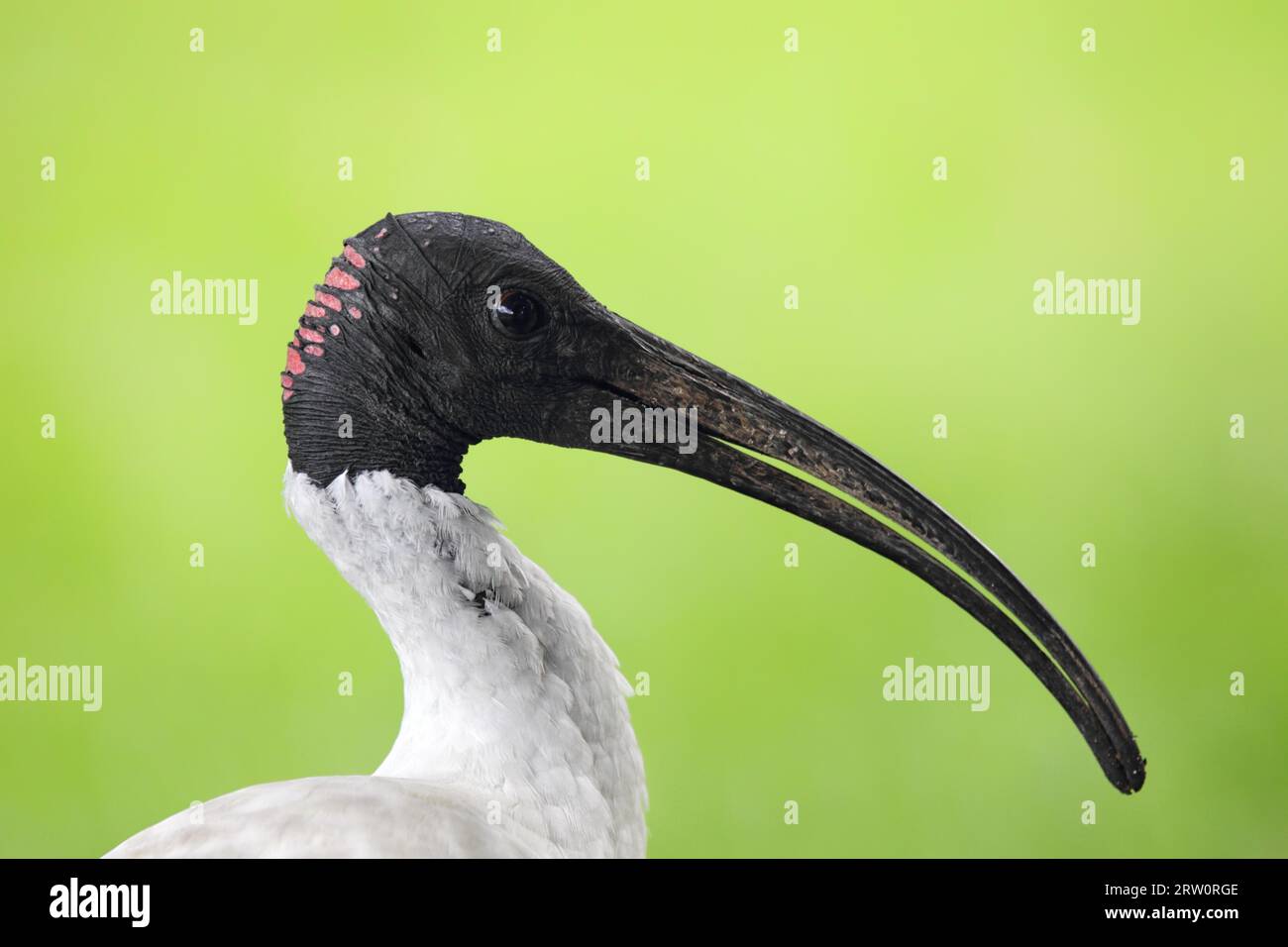 Porträt eines australischen weißen Ibis (Threskiornis molucca) in Queensland, Australien Stockfoto