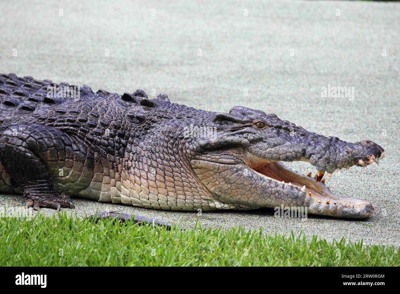 Salzwasserkrokodil (Crocodylus porosus) in Queensland, Australien Stockfoto