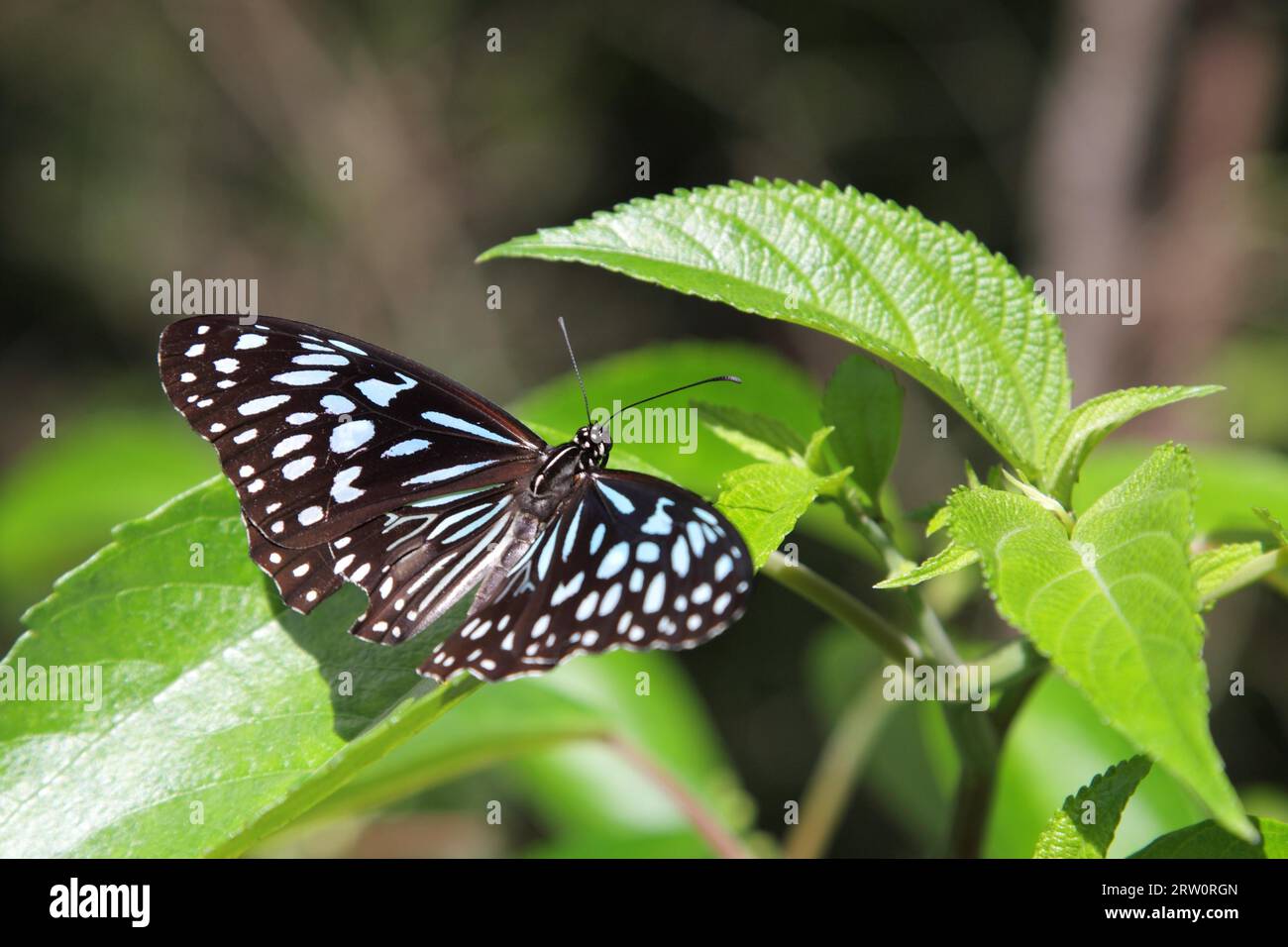 Blue Tiger (Tirumala hamata) im Mapleton Falls National Park, Queensland, Australien Stockfoto