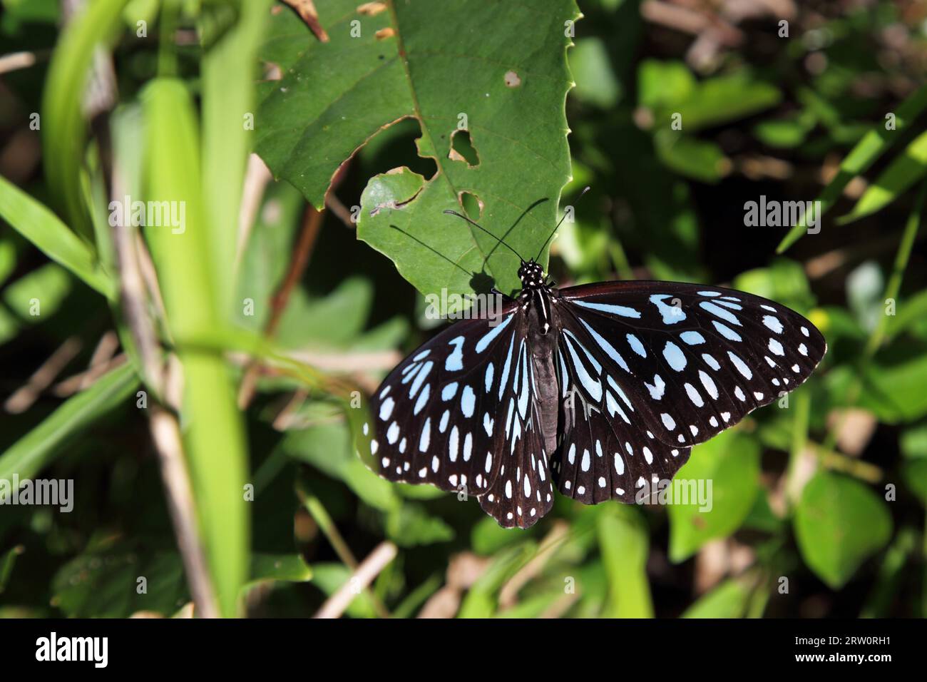Blue Tiger (Tirumala hamata) im Mapleton Falls National Park, Queensland, Australien Stockfoto