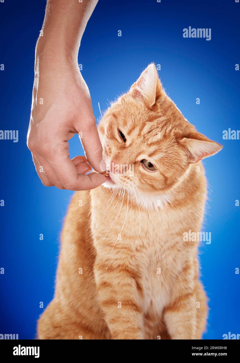 Frau, die ihrer Ingwerkatze eine fleischige Leckerei gibt Stockfoto