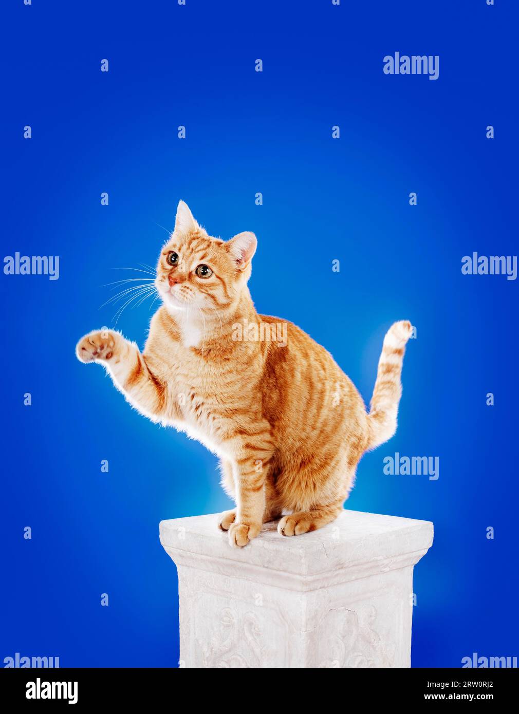 Seniorenkatze (10 Jahre), die auf einer Säule sitzt und die Vorderpfote hebt Stockfoto