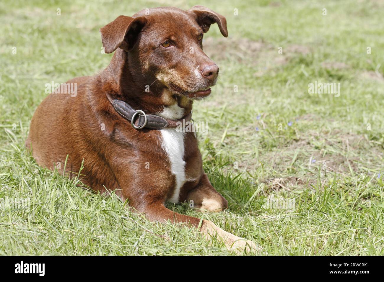 Hund auf der Wiese Stockfoto