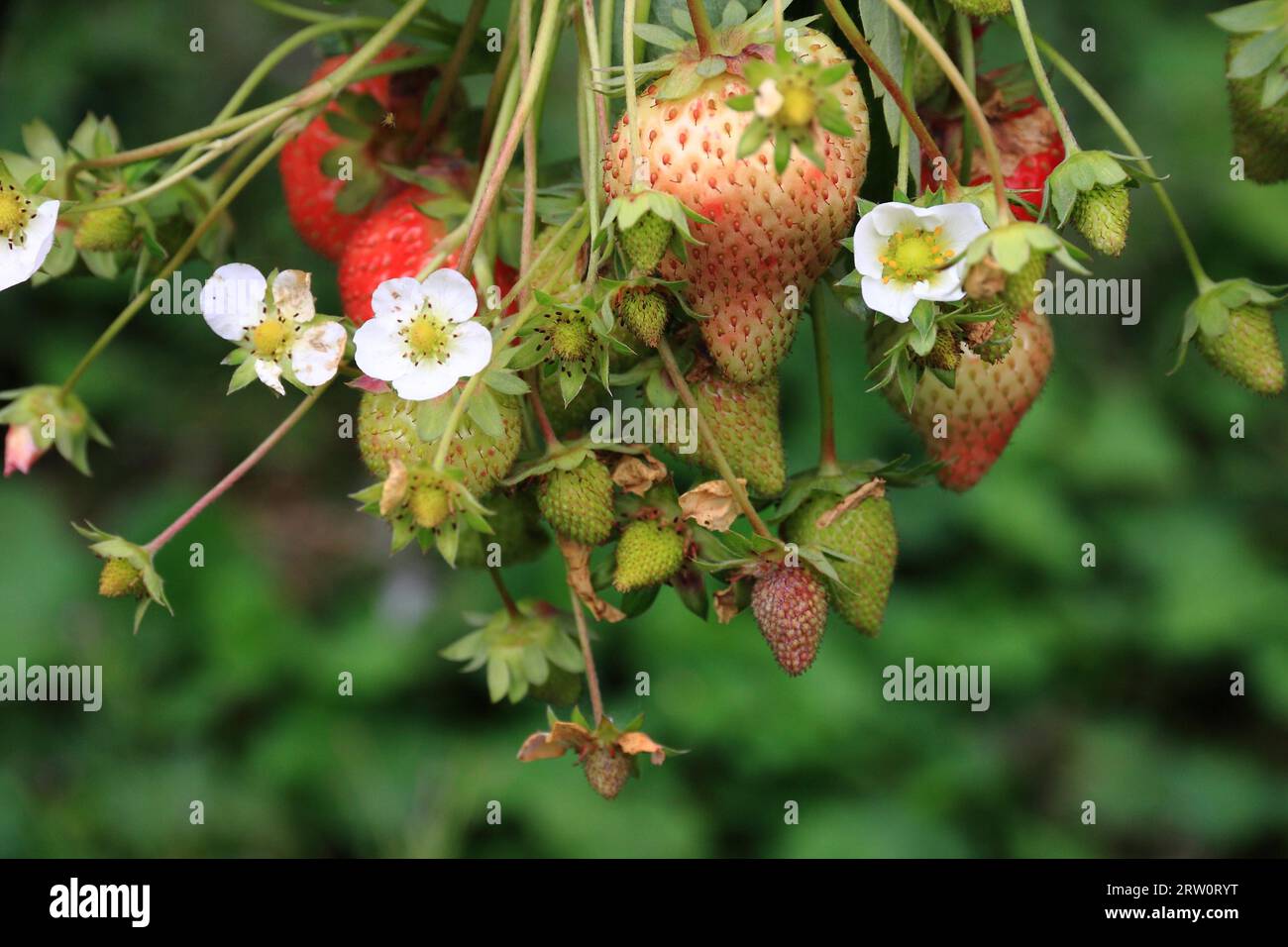 Blühende Erdbeerpflanze mit Früchten, Hintergrundgarten, mit Tiefe des Feldes aufgenommen Stockfoto