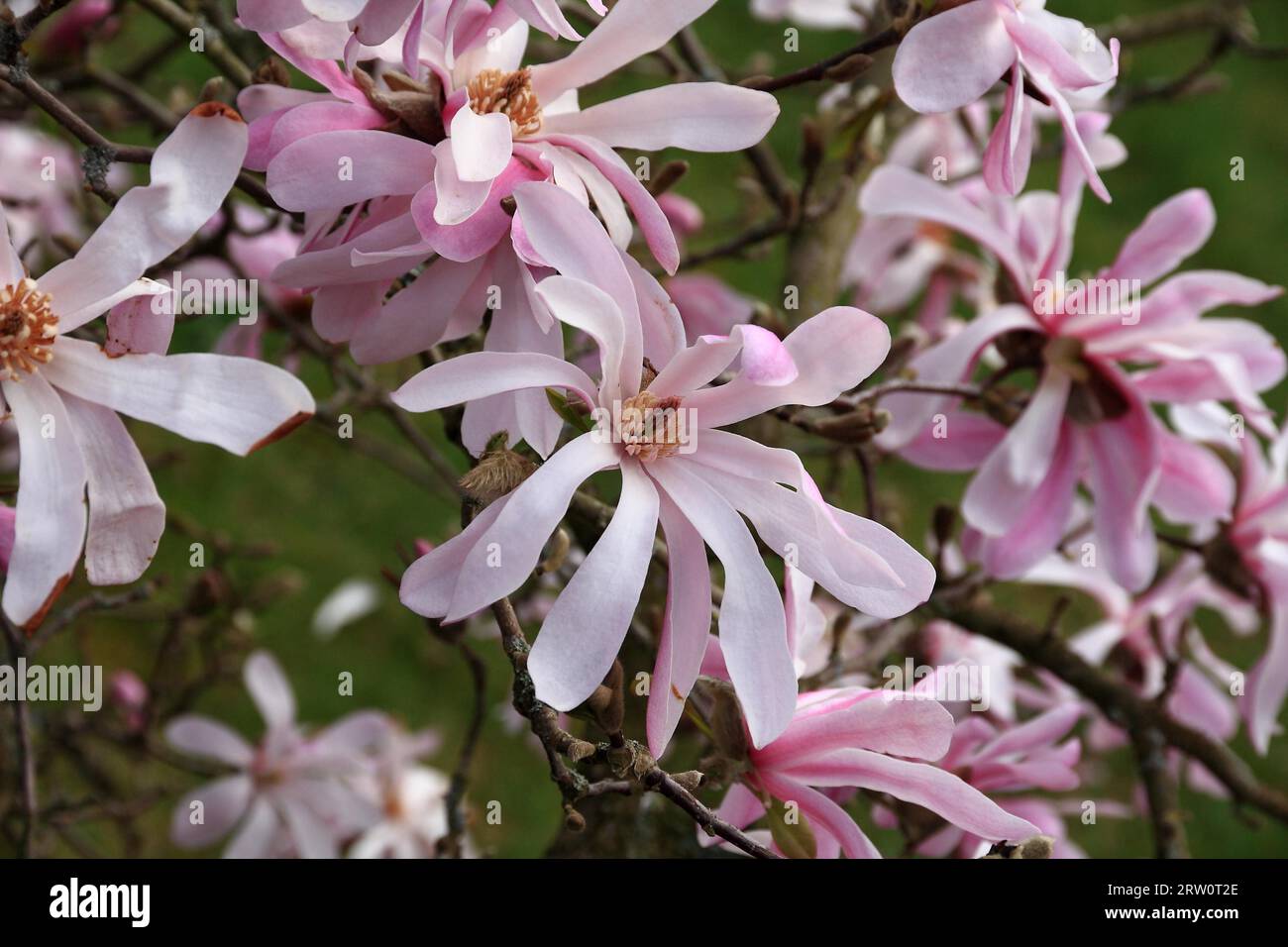 Blühende hellrosa Magnolia loeberi Stockfoto