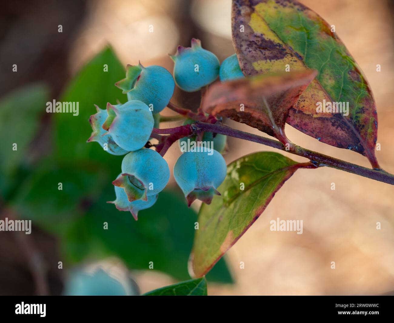 Eine Ansammlung von Früchten, blaugrüne Blaubeeren, die in einem australischen Küstengarten wachsen, noch nicht reif Stockfoto