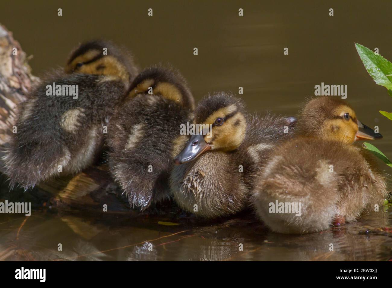 Junge Wildente auf dem Wasser Stockfoto