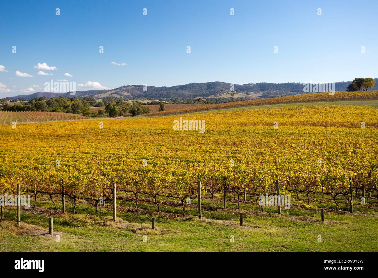 Üppige goldene Reben im Herbst auf einem Weingut im Yarra Valley, Victoria, Australien Stockfoto