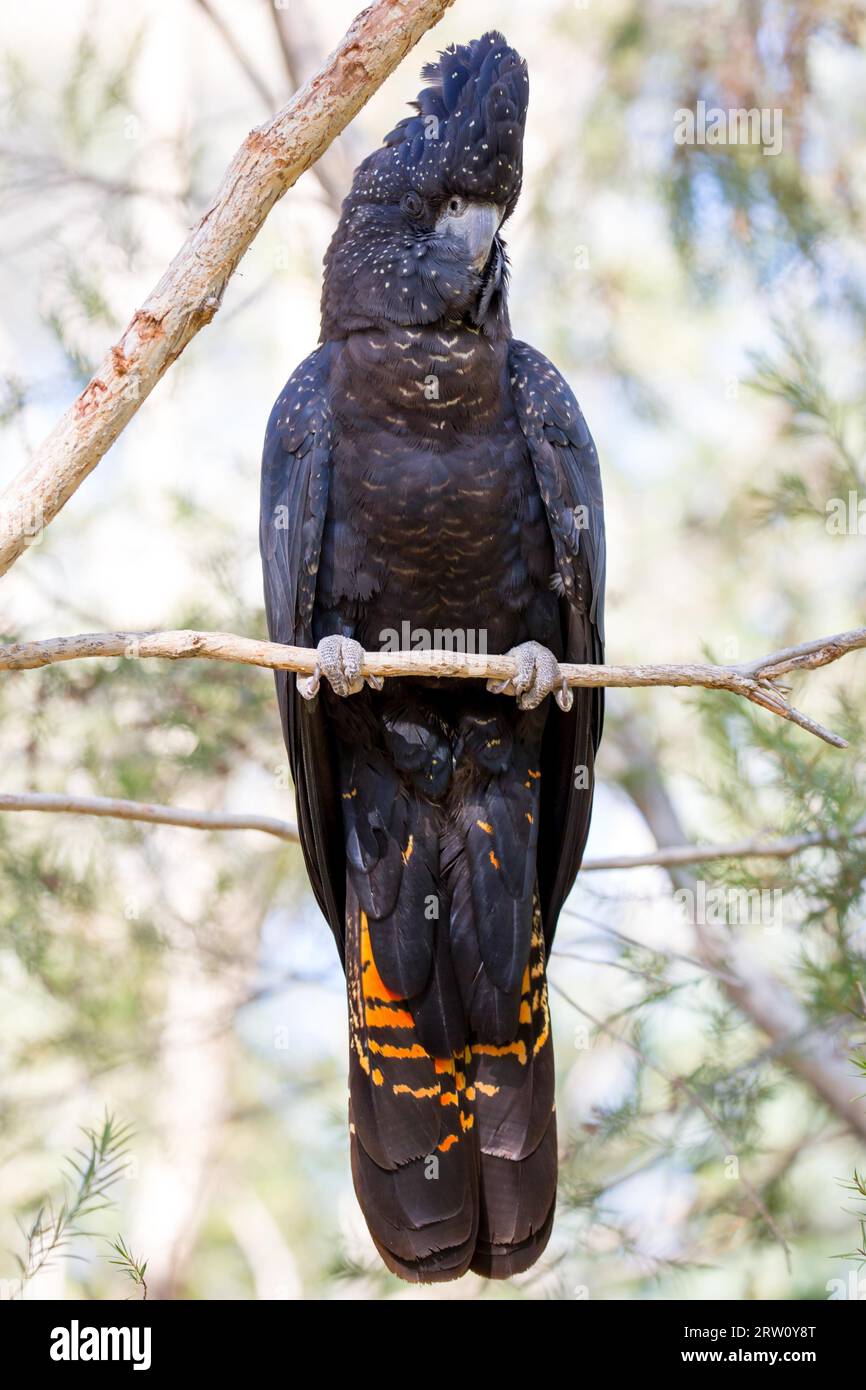 Eine wilde australische Rotschwanz-schwarzen Kakadu sitzt in einem Baum in der Nähe von Alice Springs, Northern Territory, Australien Stockfoto
