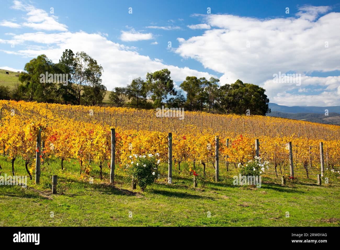 Üppige goldene Reben im Herbst auf einem Weingut im Yarra Valley, Victoria, Australien Stockfoto