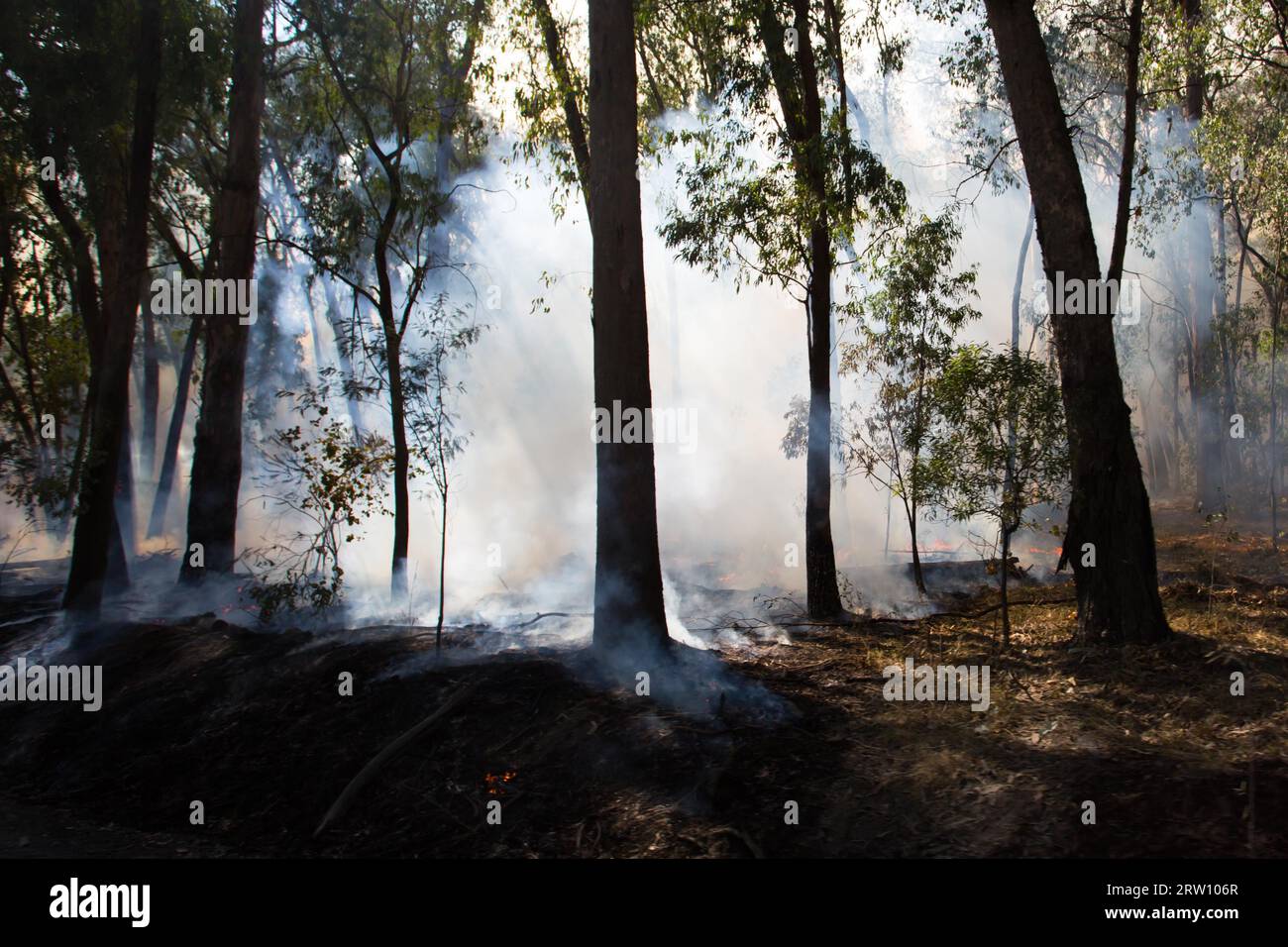 Eine kontrollierte Feuer brennen tritt in der Nähe von Whitfield in King Valley, Victoria, Australien Stockfoto