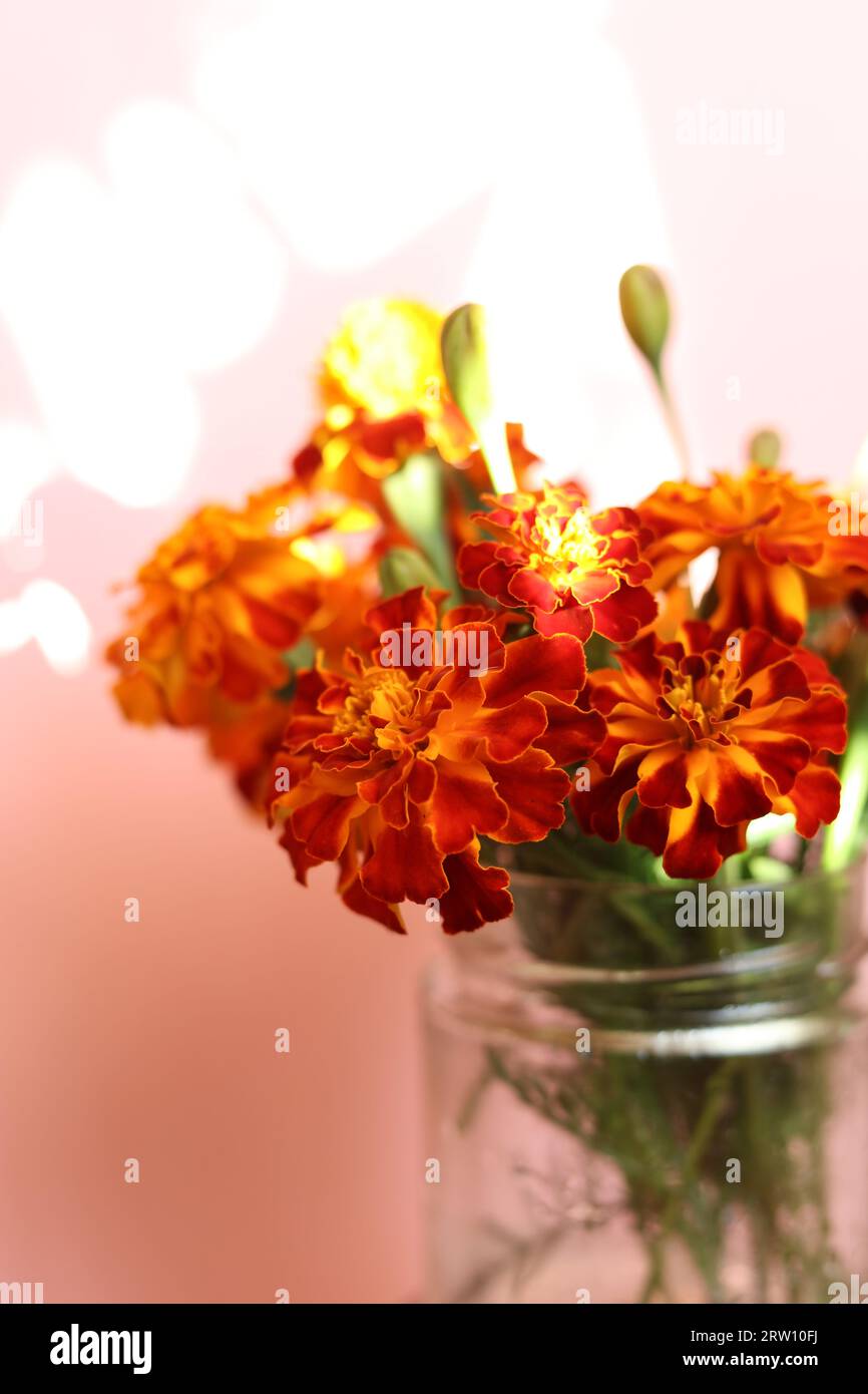 Ein Blumenstrauß aus leuchtend orangen und gelben Tagetes patula, die französischen Ringelblumen in einem Glas Stockfoto