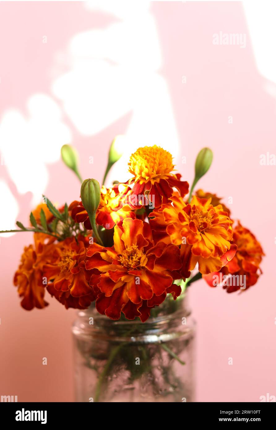 Ein Blumenstrauß aus leuchtend orangen und gelben Tagetes patula, die französischen Ringelblumen in einem Glas Stockfoto