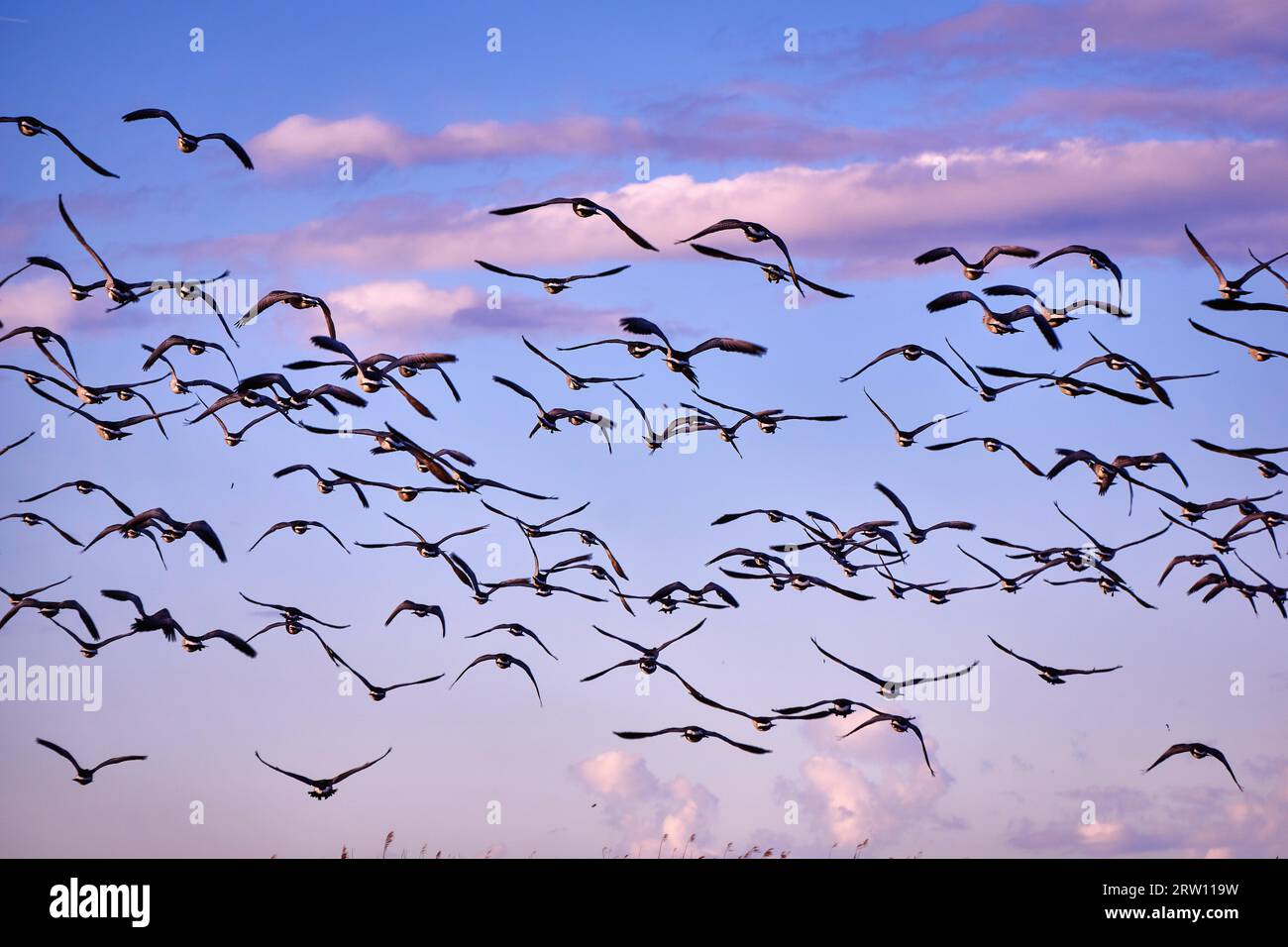 Eine Herde kanadischer Gänse am Abend Stockfoto
