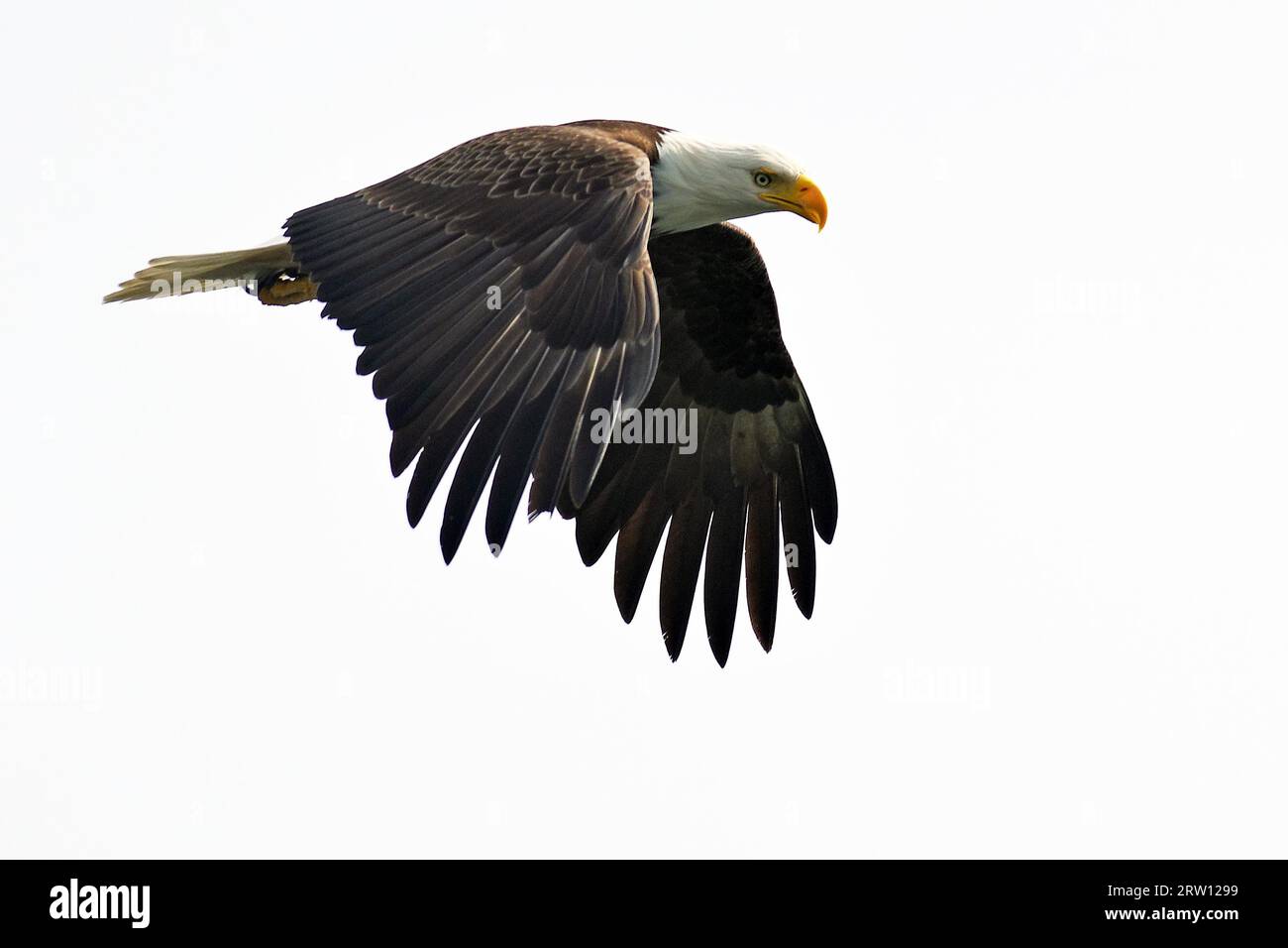 Weißkopfseeadler im Flug, heraldischer Vogel, majestätisch, stolz, Prinz Rupert, British Columbia, Kanada Stockfoto