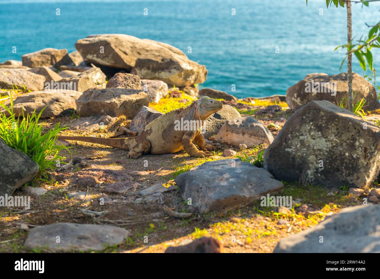 Land Iguana, Galapagos-Inseln, Ecuador Stockfoto